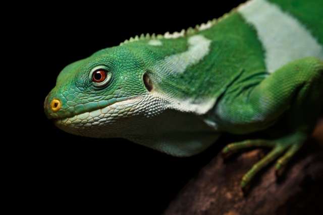 Reptile Biodiversity Loss: Preserving Earth’s Cold-Blooded Wonders