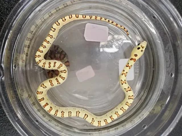 Green Keyhole morph Nuevo Leon kingsnake