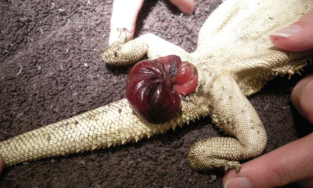 bearded dragon prolapse
