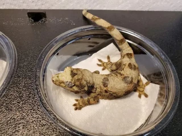 Pine Island chahoua gecko