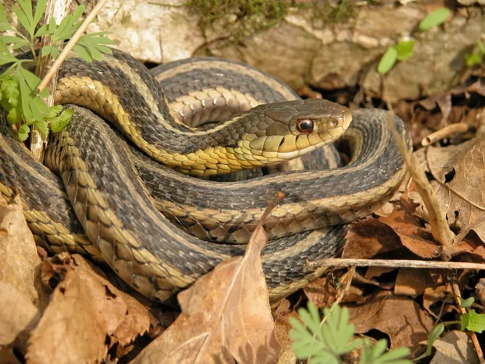 Garter Snake in leaves