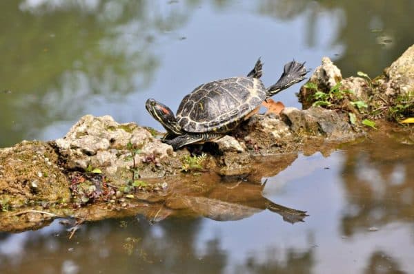 Do Turtles Make Good Pets?