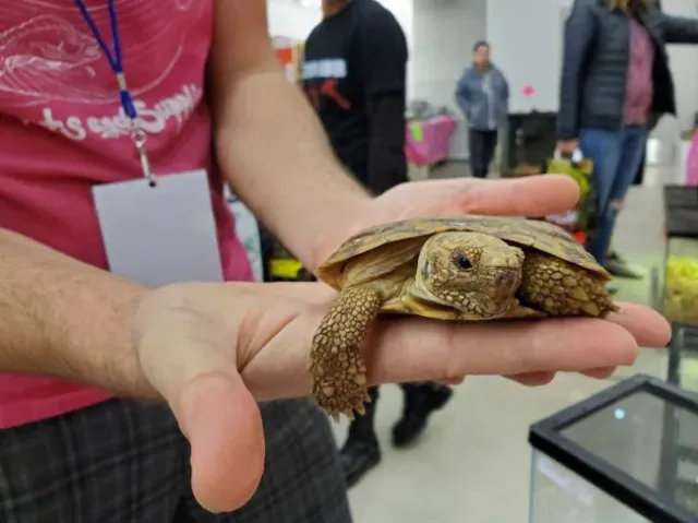 Pancake tortoise