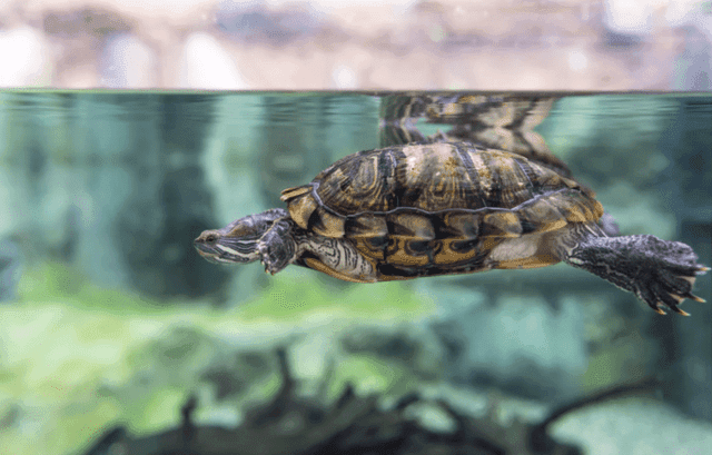 How to Clean a Turtle Filter