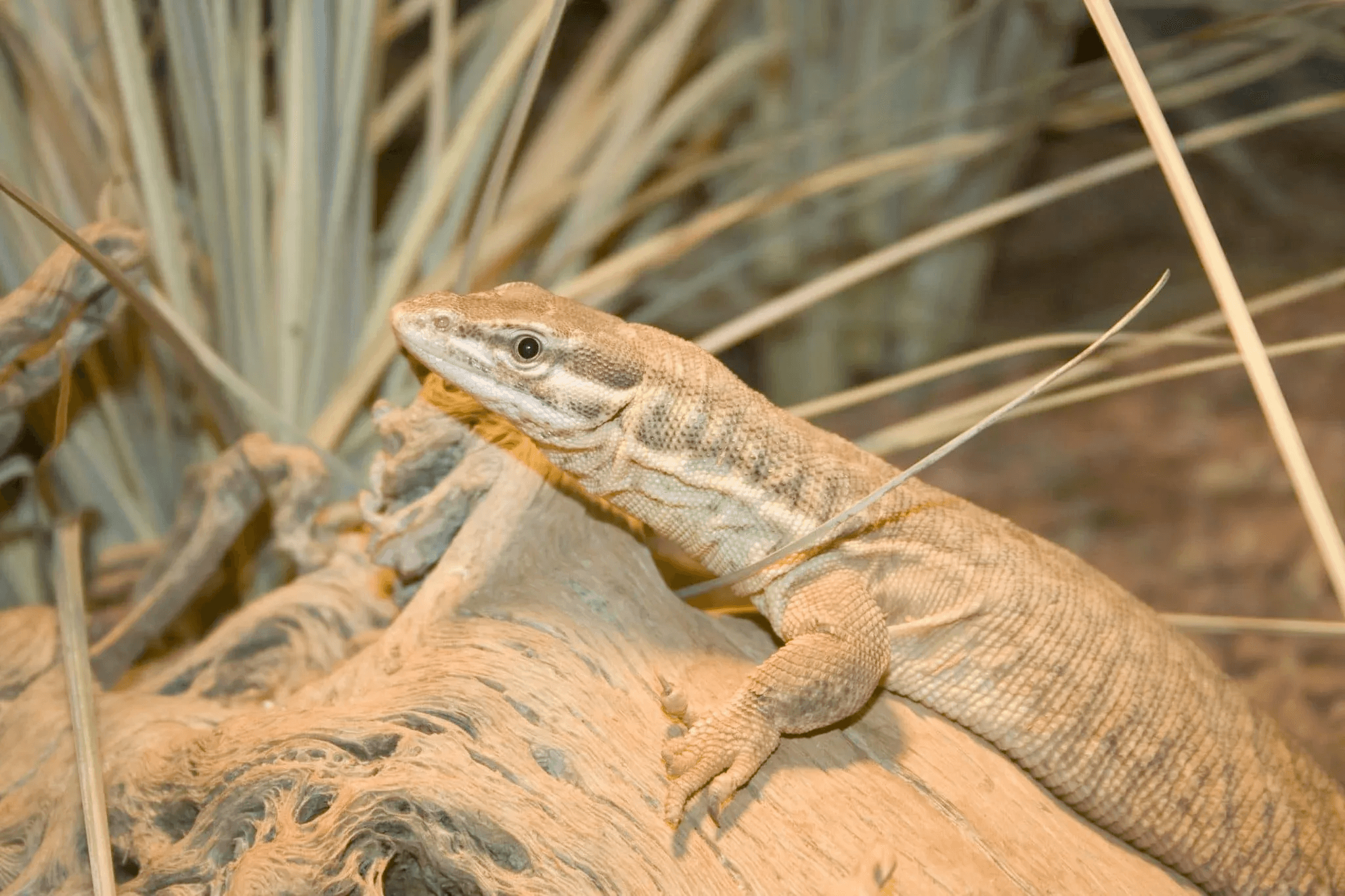 ackie monitor with tall grass