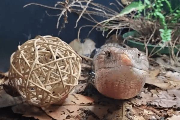 How to Provide Enrichment for Lizards