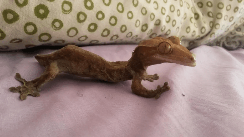 crested gecko with severe MBD