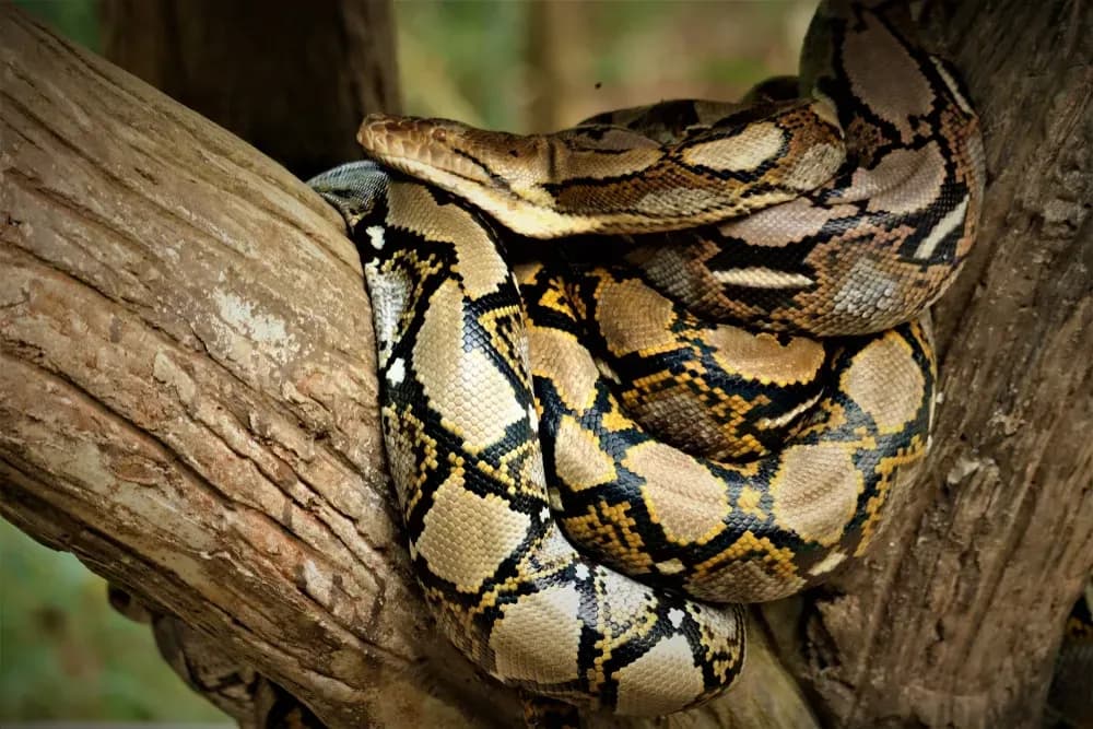 Reticulated Python in a tree