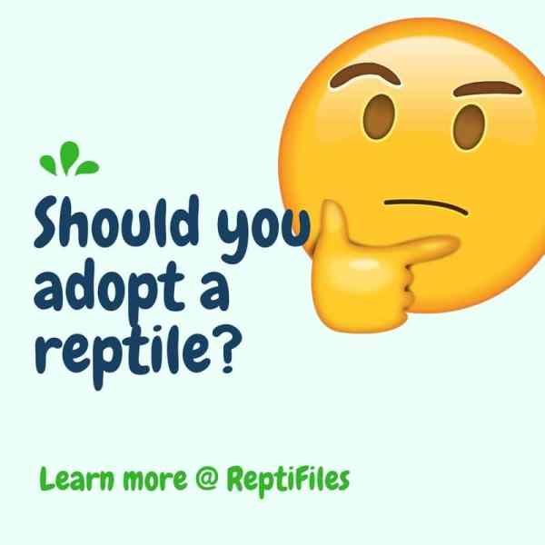 On Reptile Adoption — a.k.a. “Used” Reptiles