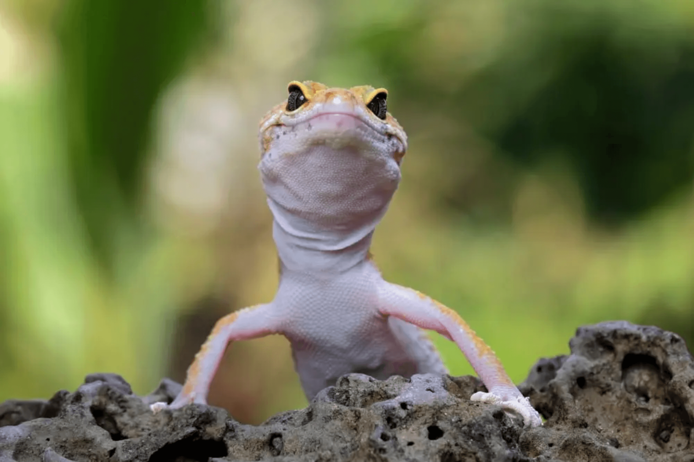 leopard gecko standing over rock