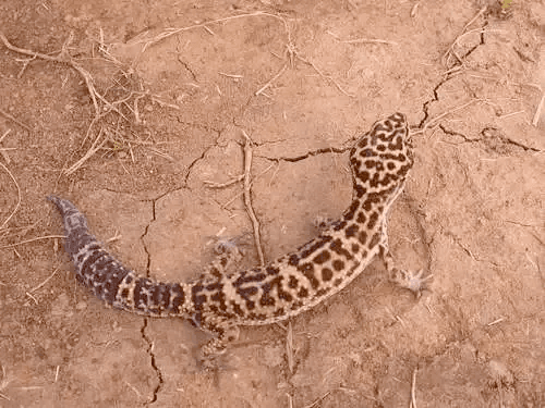leopard gecko on dry clay ground