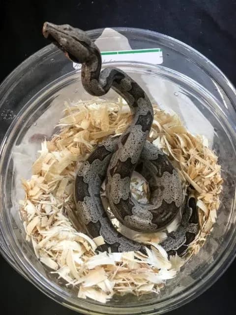 Bolivian silverback boa