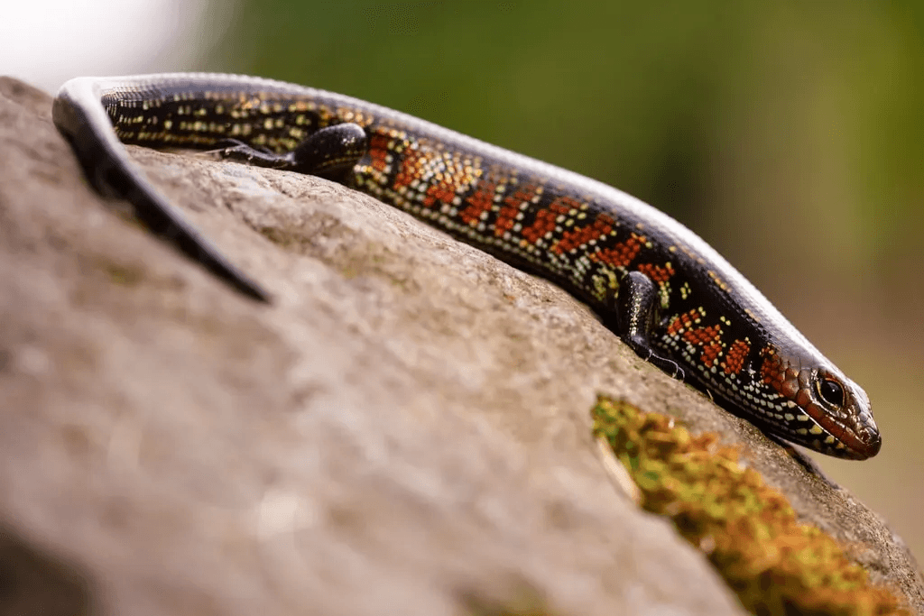 fire skink