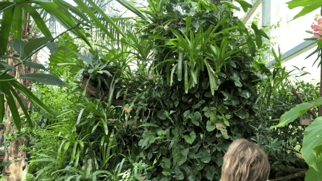 More Than Just a Matter of Taste: Why Reptiles Need Enclosure Décor