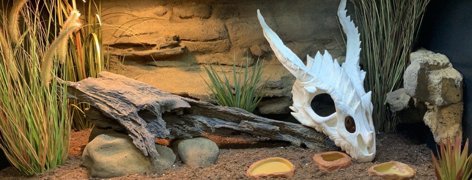Product Review: Custom Reptile Habitats Alice Springs 4′ Reptile Décor Kit