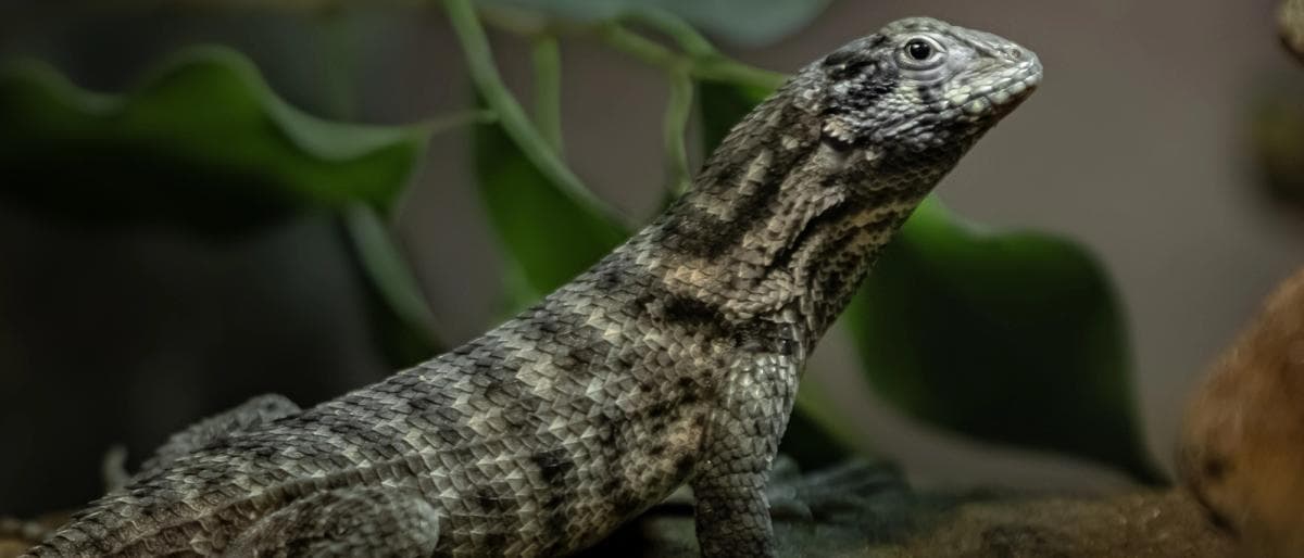 Northern curly tail lizard in natural enclosure.