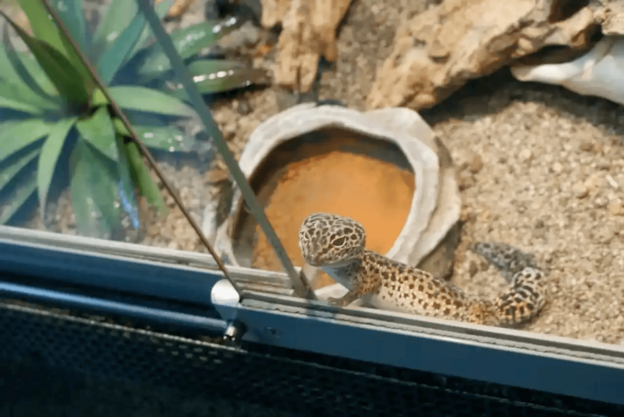 Leopard gecko looking out of enclosure