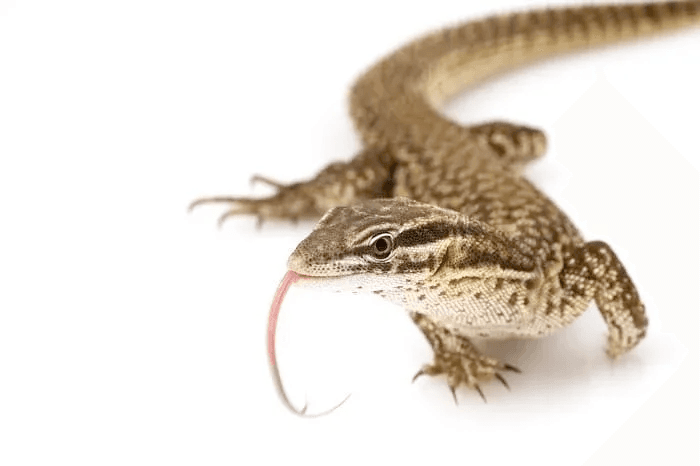 young ackie monitor