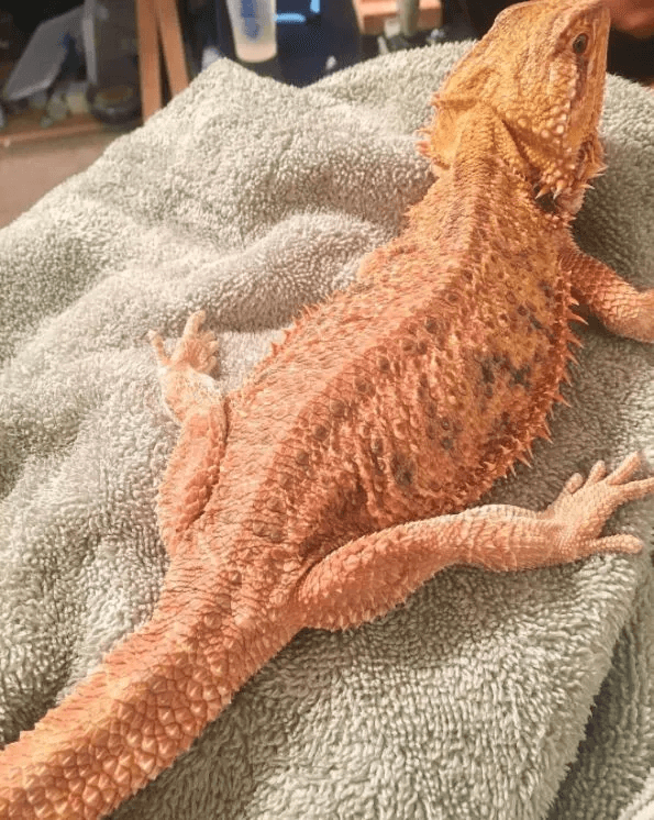underweight bearded dragon