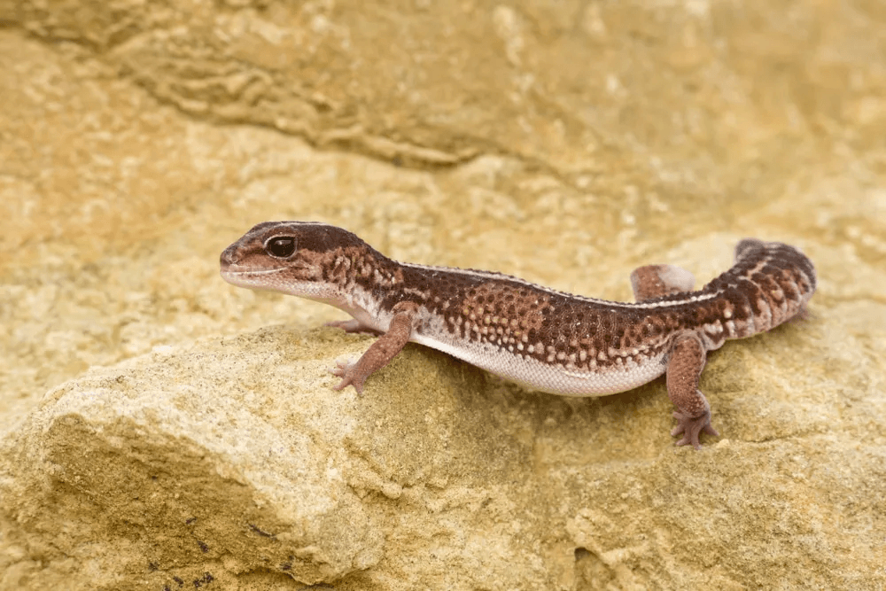 african fat tailed gecko