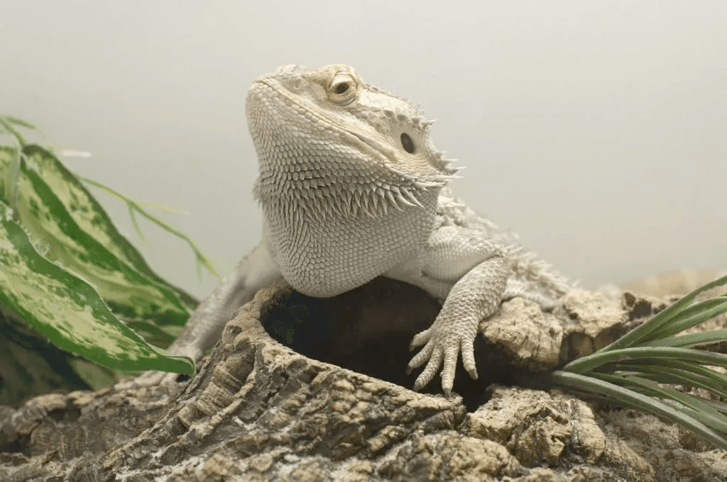 bearded dragon resting on cork log