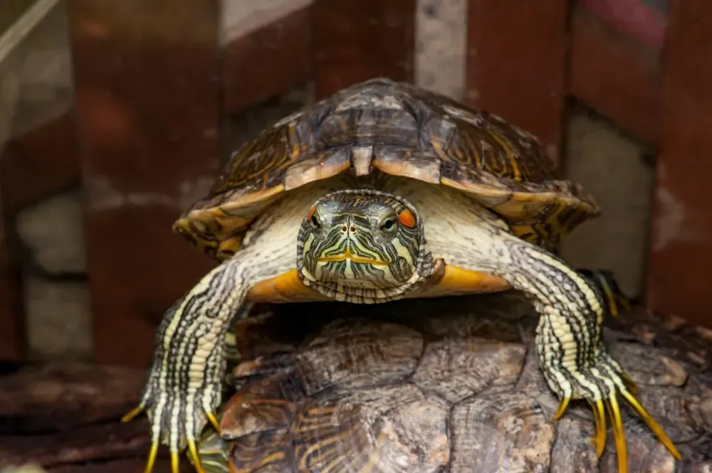 Male red-eared slider with long front claws
