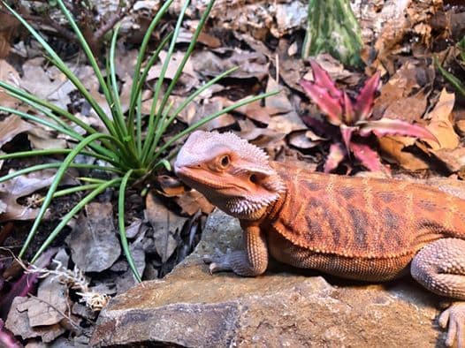 105 Reptile-Safe Plants for Bioactive Terrariums