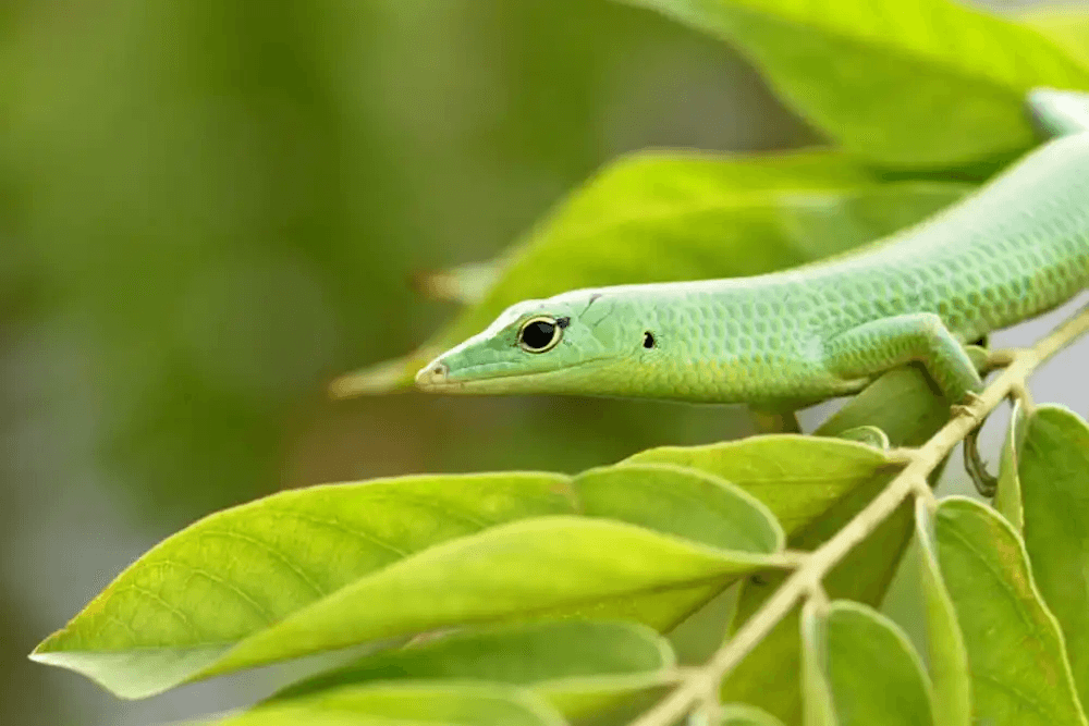 emerald tree skink