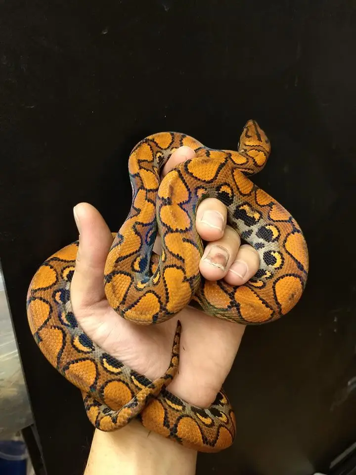 rainbow boa