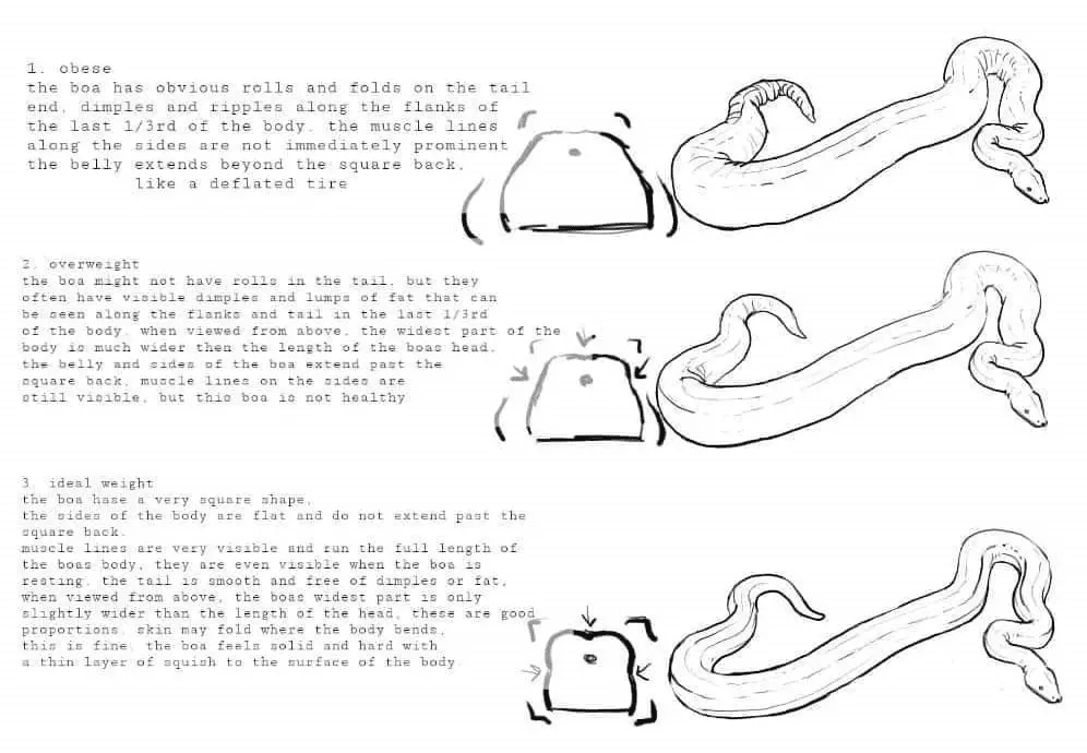 boa weight infographic
