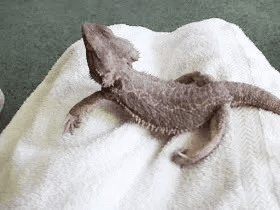 bearded dragon with muscular dystrophy