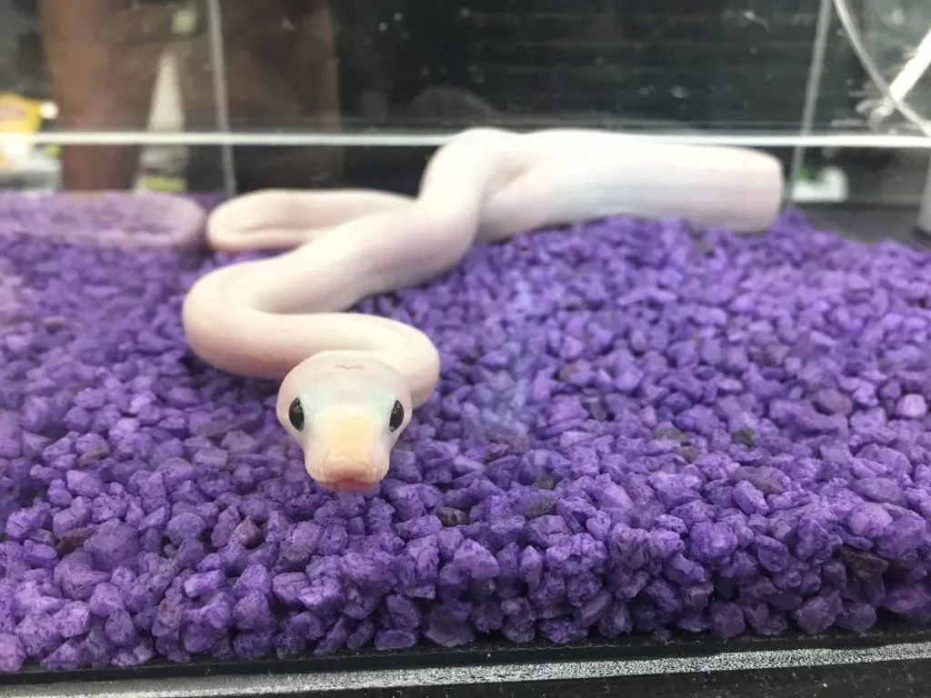 boa