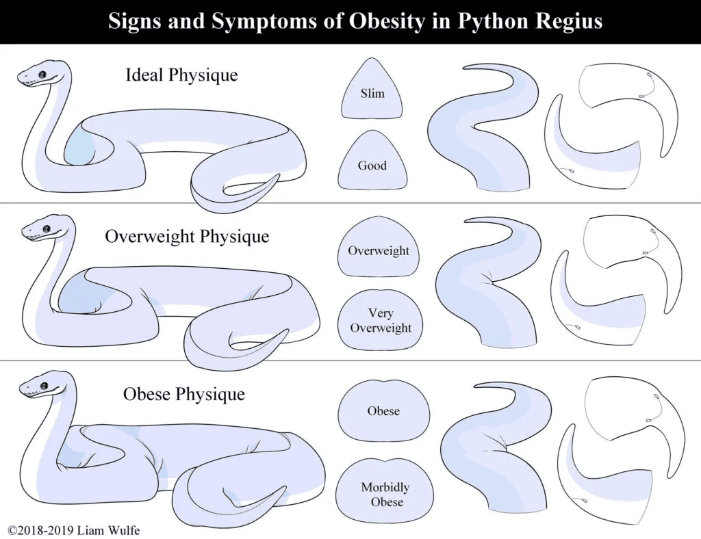 ball python weight infographic