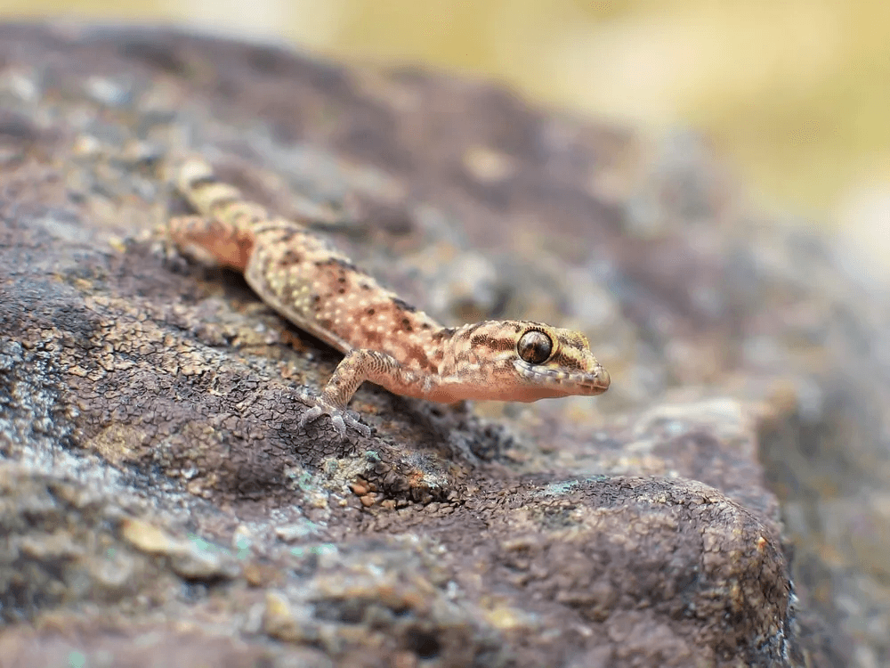 mediterranean house gecko