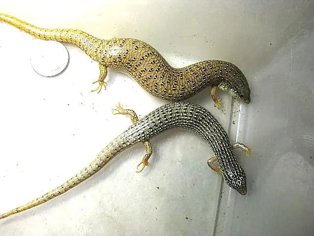 Female and male Ocellated Skinks