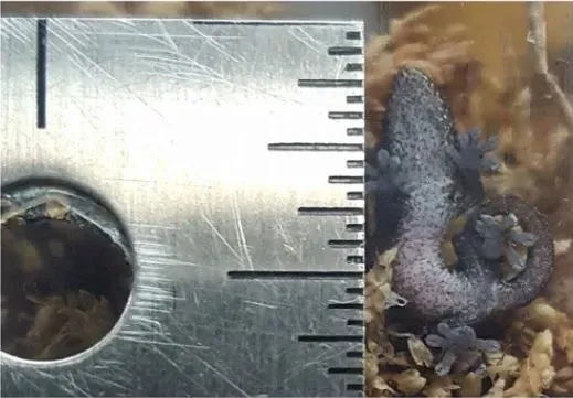 Mourning Gecko hatchling