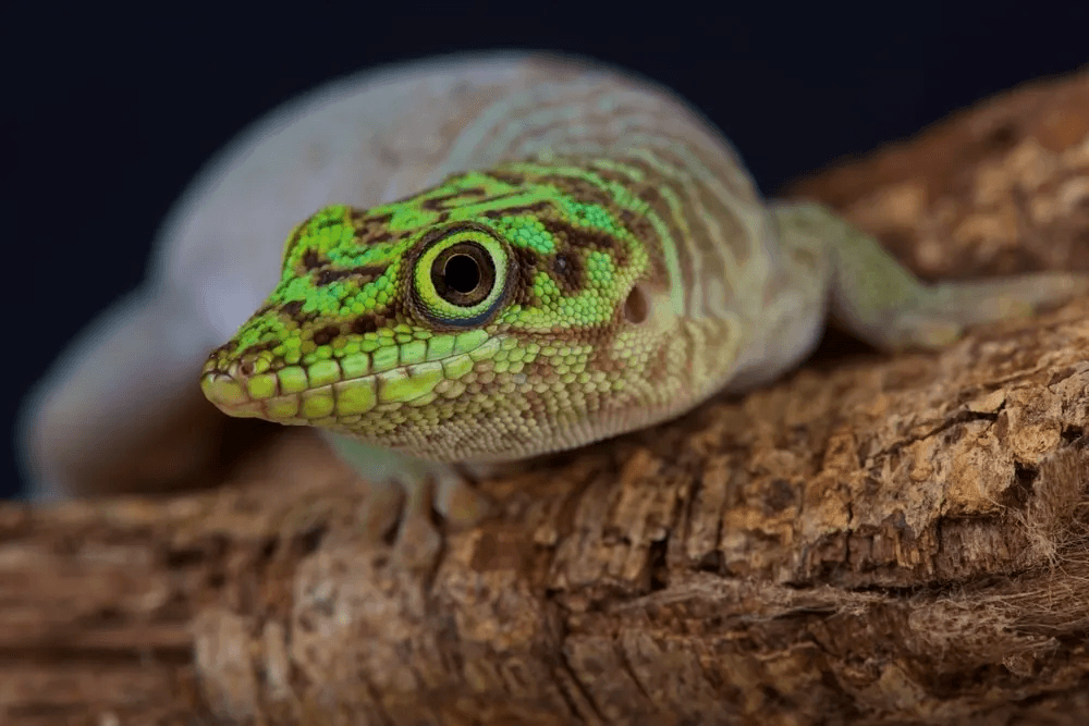 standings day gecko