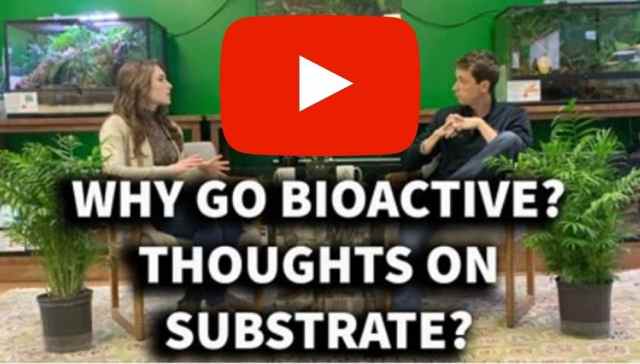 YOUTUBE – Talking About the Benefits of Bioactive Enclosures with The Bio Dude