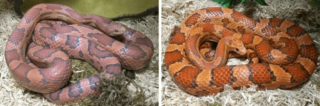 corn snake before and after shed