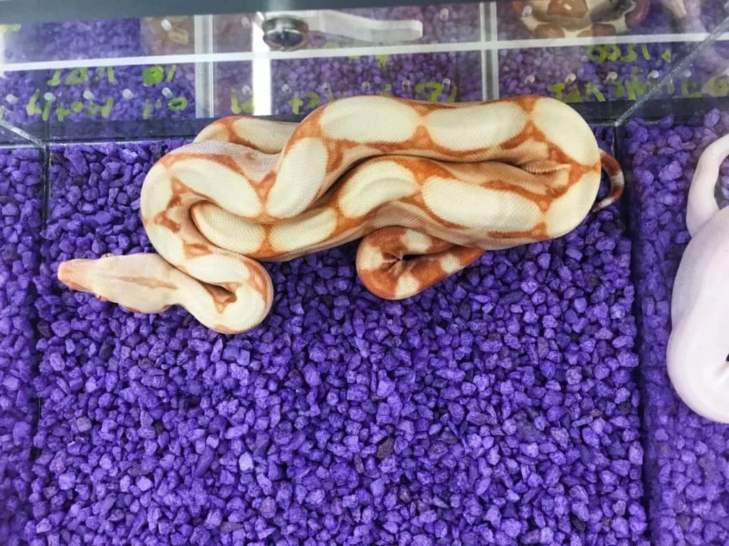 Sharp sunglow het blood 66% het anery