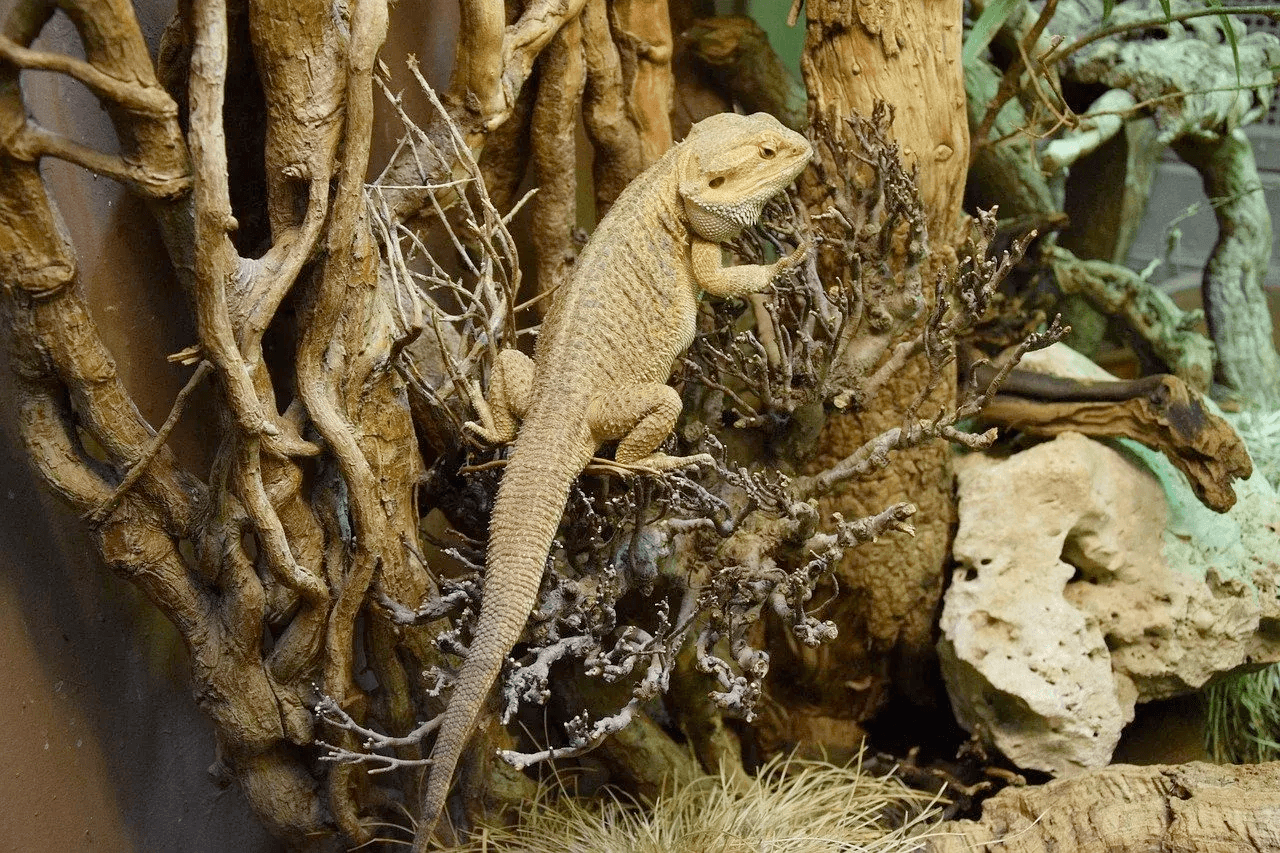 bearded dragon climbing on branches