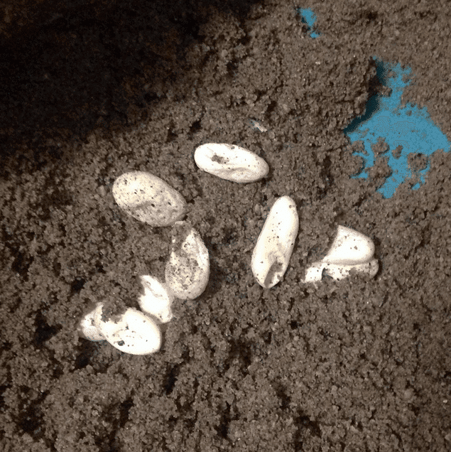 clutch of bearded dragon eggs