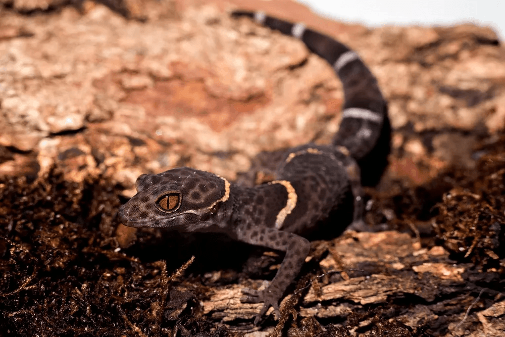 chinese cave gecko