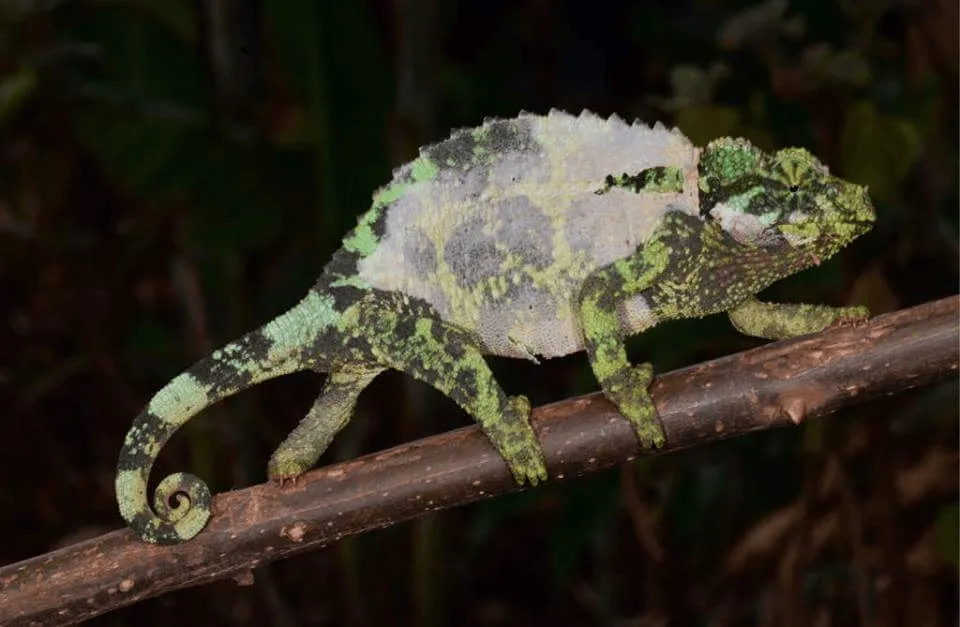Jackson’s Chameleon with loose skin shedding