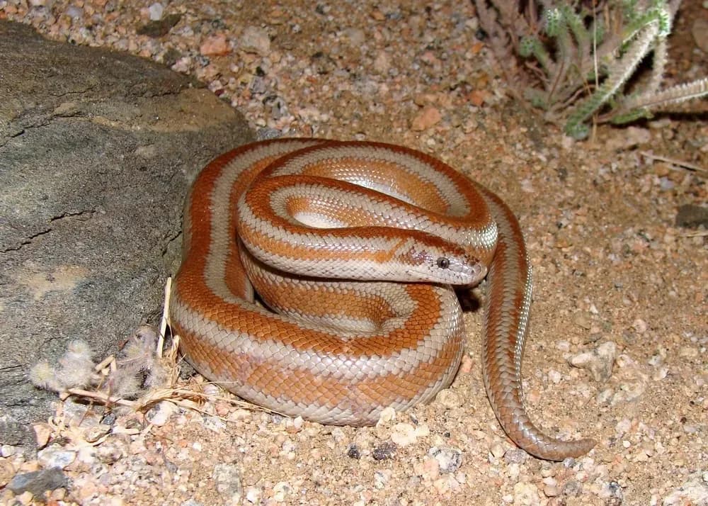 Rosy Boa on gravel
