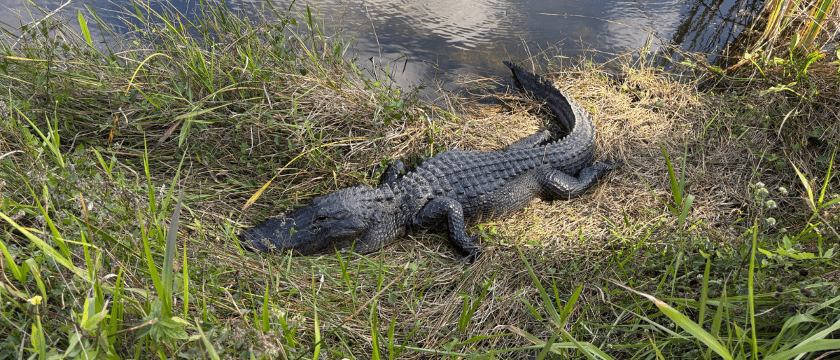 Alligator on the edge of a pond