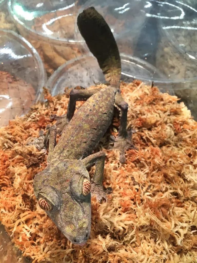 leaf-tailed gecko