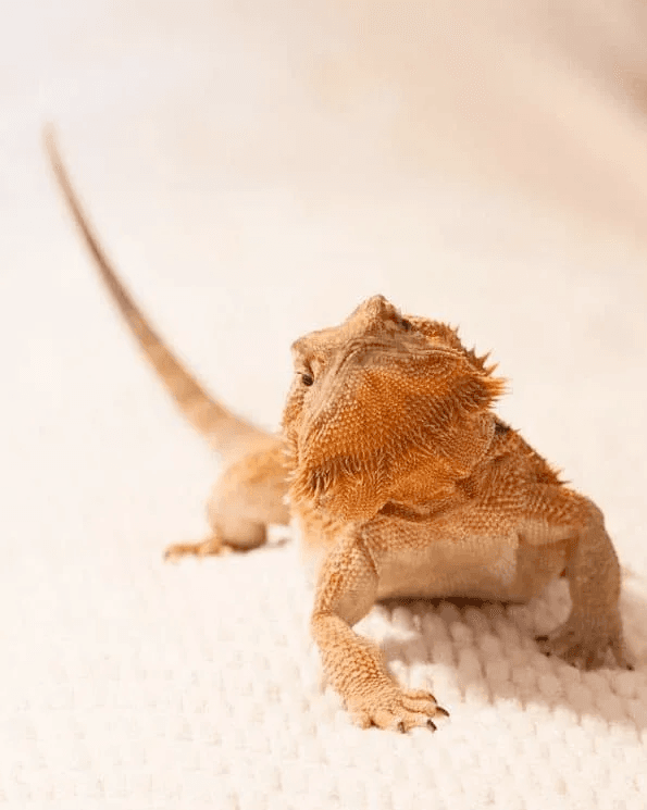 Nabooru the Beardie with tail up