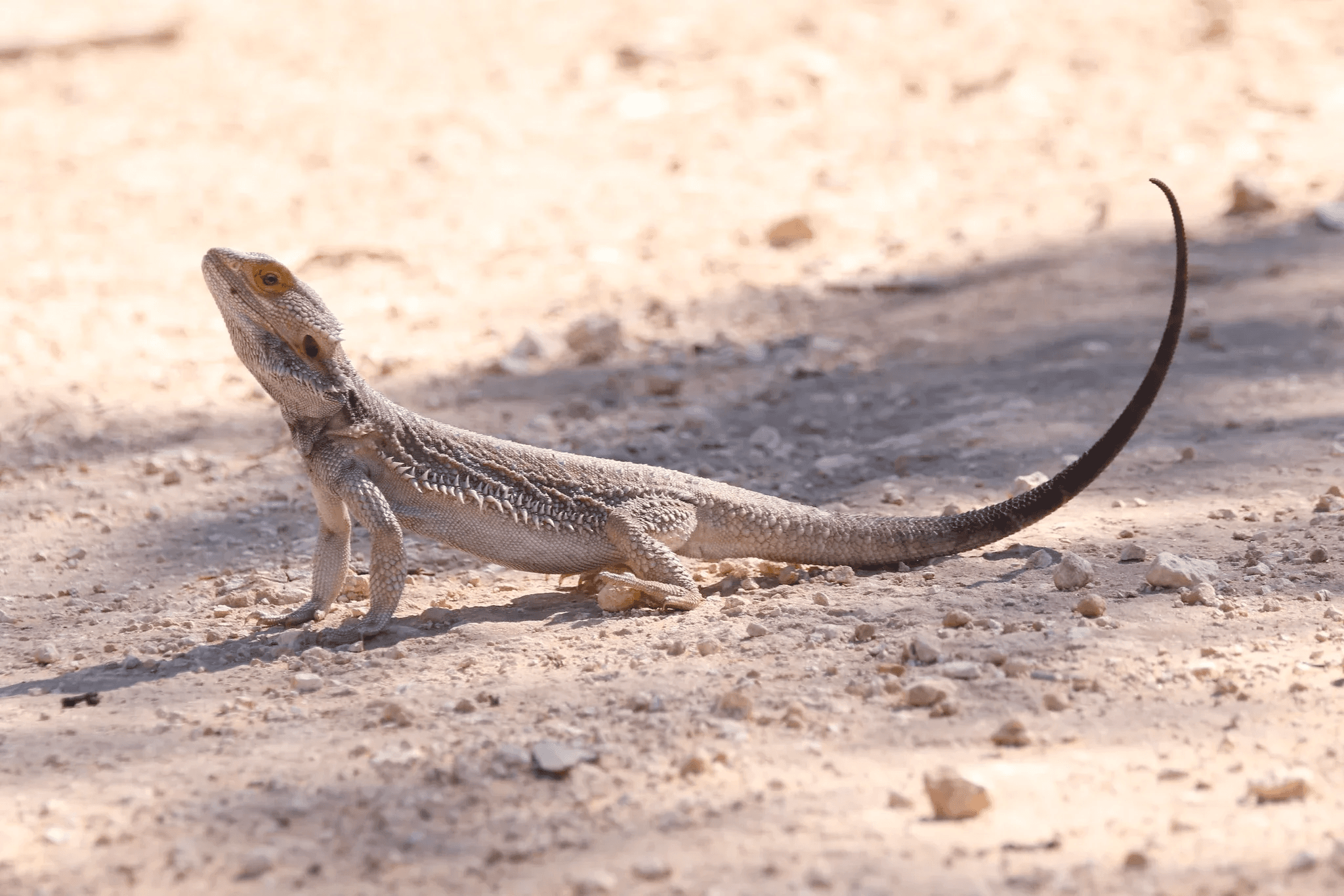 bearded dragon on sandy rocky soil