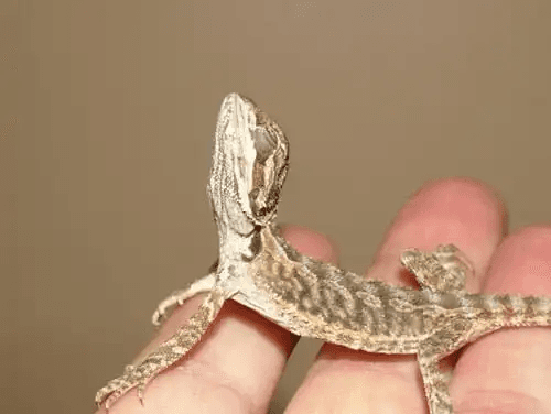 Baby bearded dragon stargazing as a symptom of ADV
